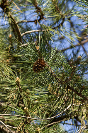 pine tree branches with green needles and cones in spring forest. natural background