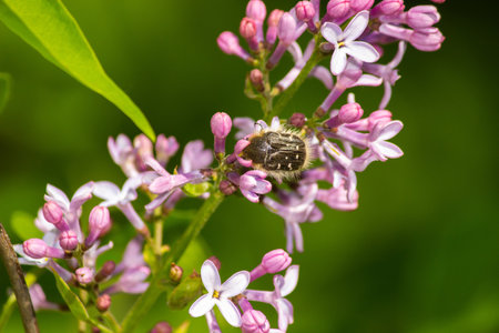 Beetle on lilac flowers in nature. Shallow depth of field