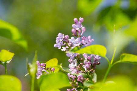 Purple lilac flowers on a green background. Spring landscape.の写真素材