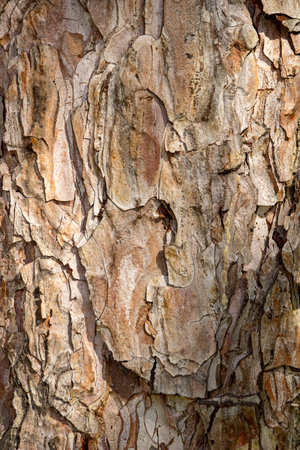 bark of a pine tree as a background, close-up