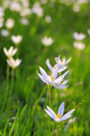 flower blossomの写真素材