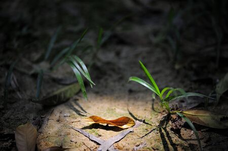 Leaves under the lightの写真素材