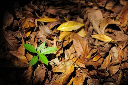 Leaves under the lightの写真素材