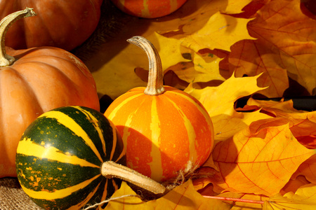 Pumpkinの写真素材