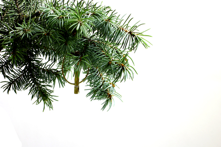 Fir tree branch isolated on white background with gold thread and a pin in top frame corner. Ready for product placement New Year and Christmas blank template. Big white copyspace place for text.の写真素材