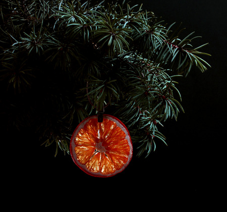 Fir tree branch isolated on black background with gold thread and a pin holds a glowing dry slice of red tangerine grapefruit mandarin in top frame corner. New Year and Christmas blank template. Copyspace place for text.の写真素材
