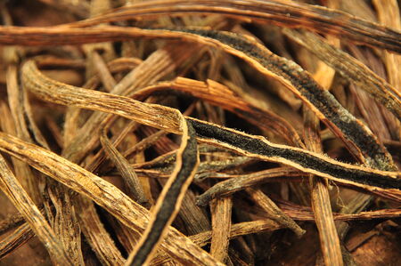 Dried vanilla pod sliced open showing the seeds inside  Bali, Indonesiaの写真素材