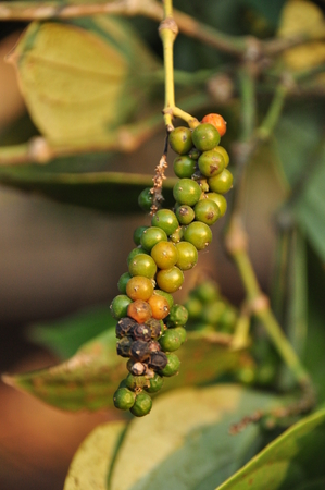 Fruits of black pepper on Flores island in Indonesia の写真素材