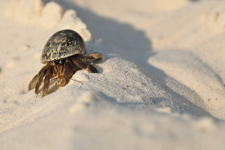 Hermit crab struggling up a heap of sand on a beach on one of the Similan Islands in Thailand.
