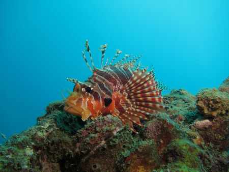 Lionfish resting on a rocky outcrop of a reef in Similan Isands, Thailand