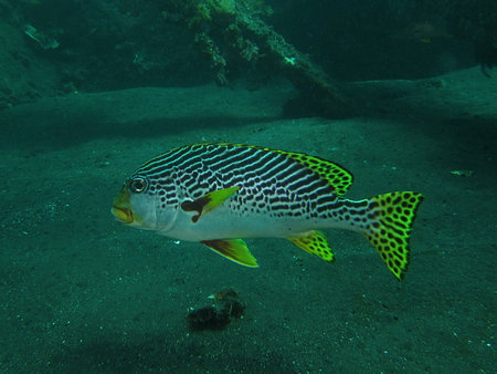 Yellowbanded sweetlips (Plectorhinchus lineatus)の写真素材
