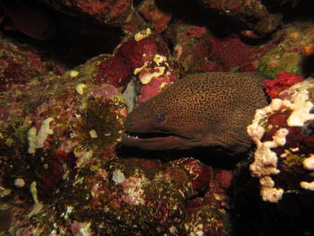 Giant moray eel showing its teeth, Red Sea, Egypt