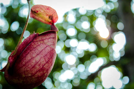 Nepenthesの写真素材