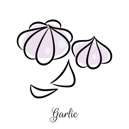 Garlic hand drawn doodle vector icon. Slice clove seasoning vegetable sketch illustration.のイラスト素材