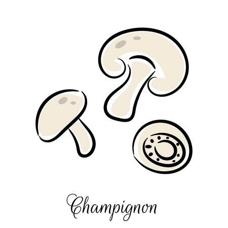 Champignon line icon doodle hand drawn vector. Vegetable mushroom outline isolated on white background.のイラスト素材