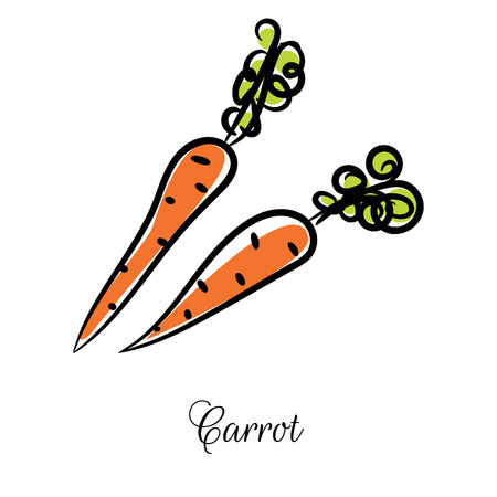 Carrot line icon doodle hand drawn vector. Vegetable outline isolated on white background.のイラスト素材