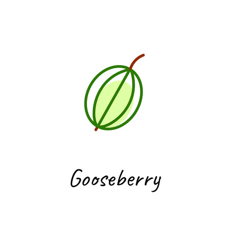 Gooseberry icon vector illustration on white. Outline colored style.のイラスト素材