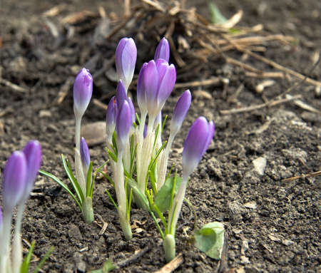 few purple crocuses grow on brown earth