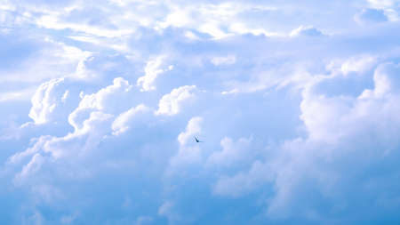 Bird are flying over the blue skyの写真素材