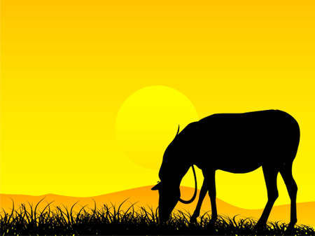 horse grazing in ground in sunset
の写真素材