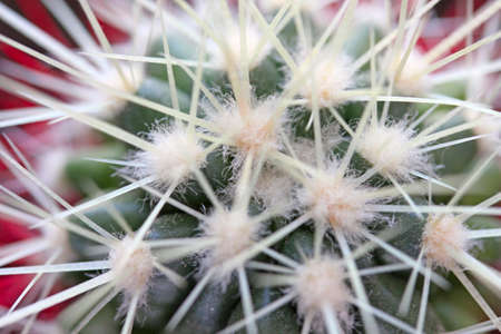 green cactus with long spinesの写真素材