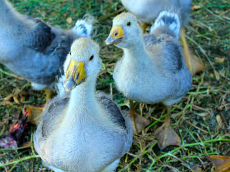 grey goslingsの写真素材