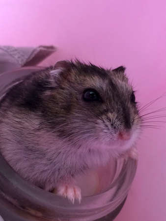Cute dzhungar hamsterの写真素材