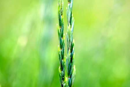 thin ears of corn on green backgroundの写真素材