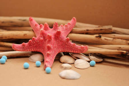 marine composition with a starfishの写真素材