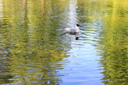 Seagull on water with reflection of treesの写真素材