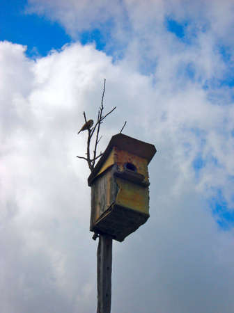 little sparrow and old birdhouseの写真素材