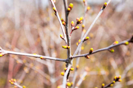 swollen buds on branches of a bush in the spring on a blurred backgroundの写真素材