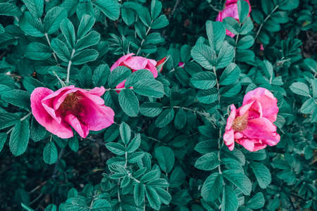 large bright pink rosehip flowers on a bush