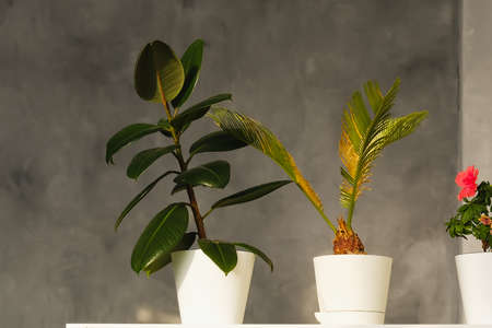 indoor flowers and plants in pots on a concrete background, interior, ficusの写真素材