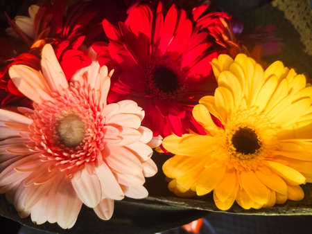 bouquet of bright multi-colored gerberas, a romantic giftの写真素材