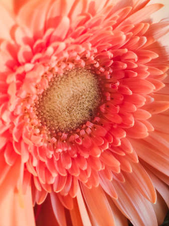 peach blossom gerbera flower close-up for postcardsの写真素材