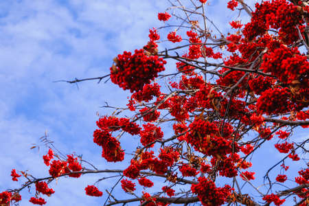 clusters of bright red mountain ash on a tree against the skyの写真素材