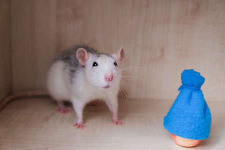little domestic rat plays, pet on a light backgroundの写真素材