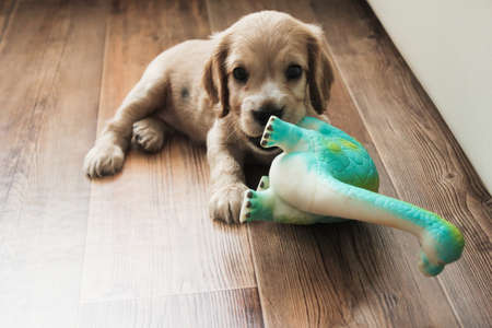 little cute spaniel puppy plays on the floorの写真素材