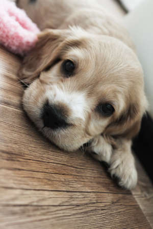 little cute spaniel puppy lies on the floor