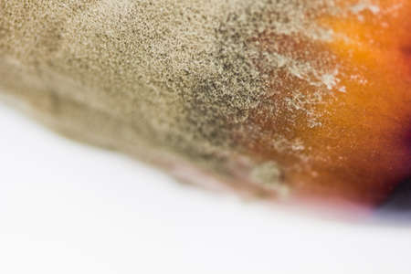 mold on eggplant, on vegetables, spoiled food close-up on a white backgroundの写真素材
