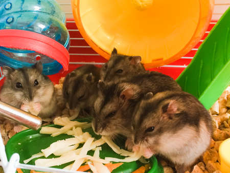little fluffy Dzungarian hamsters eat food, a family of rodent hamstersの写真素材