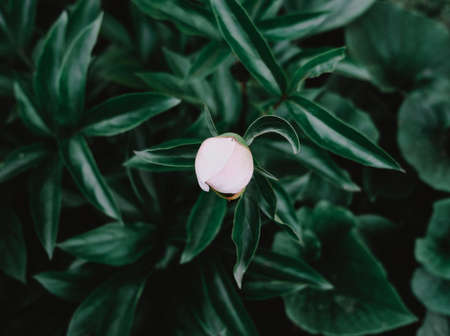 unblown peony, bud close-up among green leavesの写真素材