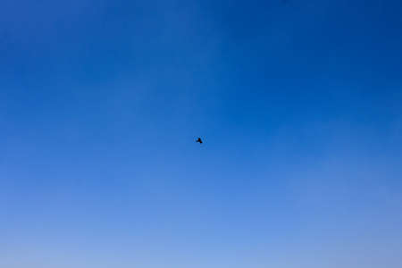 lonely bird soaring in the blue skyの写真素材
