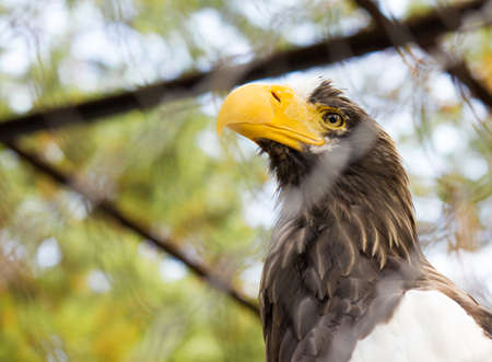 eagle close-up in a cage at the zoo