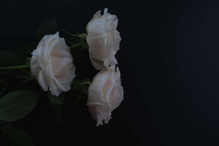 white roses on a dark wooden backgroundの写真素材