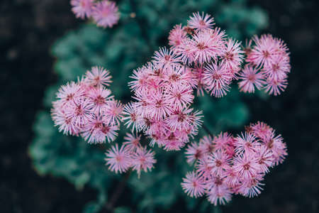 pink small flowers in inflorescences on a dark backgroundの写真素材