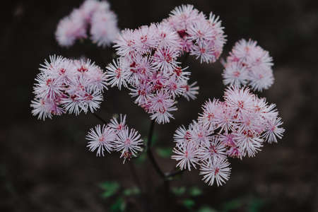 pink small flowers in inflorescences on a dark backgroundの写真素材