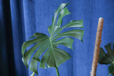 large green leaf of a tropical plant on a dark backgroundの写真素材