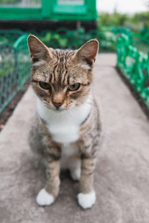 domestic cat walks on the street and sits on the groundの写真素材